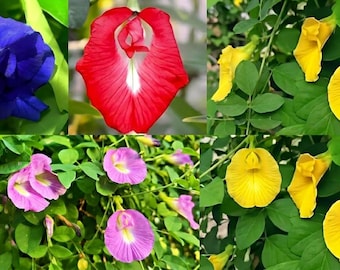 May include: A collage of Clitoria ternatea flowers featuring vibrant blue, red, pink, and yellow petals. Each blossom displays a distinct, ruffled, and folded structure with a central white or light-colored throat, surrounded by lush green leaves.