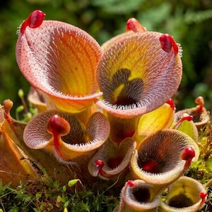 K&ouml;nnte beinhalten: Eine Ansammlung von Cephalotus follicularis Kannenpflanzen mit mehreren runden, becherf&ouml;rmigen Fallen, die r&ouml;tlich-rosa R&auml;nder, feine wei&szlig;e H&auml;rchen und kleine, leuchtend rote Nektar absondernde Deckel aufweisen und in gr&uuml;nem Moos wachsen.
