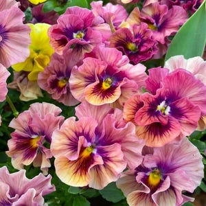 May include: A cluster of ruffled pansy flowers featuring a blend of soft pink, dusty rose, and deep purple petals with bright yellow centers. The blooms display intricate veining and wavy edges, surrounded by vibrant green leaves in a dense arrangement.