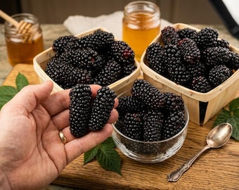 Riesige Dornlose Brombeere Samen | Süßer Juicy Staudenfruchtstrauch (100 Samen)