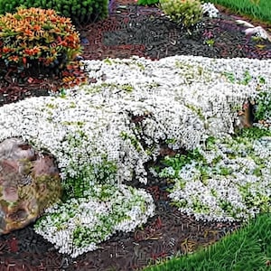 May include: A garden bed featuring a large, smooth, multi-colored rock partially covered by a dense mat of small white flowers. The surrounding area includes dark mulch, a small orange and green shrub, and a border of bright green grass.