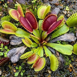 May include: A close-up of a Venus flytrap plant. The plant features vibrant green and red leaves, with spiky edges. The plant is surrounded by small rocks and pebbles, creating a naturalistic setting.
