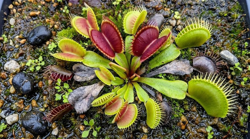 May include: A close-up of a Venus flytrap plant. The plant features vibrant green and red leaves, with spiky edges. The plant is surrounded by small rocks and pebbles, creating a naturalistic setting.