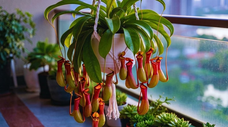K&ouml;nnte beinhalten: Eine h&auml;ngende Nepenthes-Kannenpflanze mit leuchtend gr&uuml;nen Bl&auml;ttern und zahlreichen l&auml;nglichen, glockenf&ouml;rmigen Kannen. Die Kannen zeigen einen Farbverlauf von Gelbgr&uuml;n an der Basis bis zu einem tiefen Rot am oberen Rand in einem wei&szlig;en Makramee-H&auml;nger.