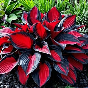 May include: A vibrant hosta plant featuring broad, heart-shaped leaves with a striking color pattern. Each leaf displays a deep, saturated red center that transitions into a dark, charcoal-black border, creating a bold contrast in the garden.