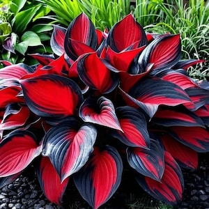 May include: A vibrant hosta plant featuring broad, heart-shaped leaves with a striking color pattern. Each leaf displays a deep, saturated red center that transitions into a dark, charcoal-black border, creating a bold contrast in the garden.