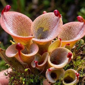 K&ouml;nnte beinhalten: Eine Ansammlung von Heliamphora-Kannenpflanzen mit trichterf&ouml;rmigen Bl&auml;ttern in rosa-orangen Farbt&ouml;nen, feinen wei&szlig;en H&auml;rchen auf den Innenseiten und kleinen, dunkelroten Nektarl&ouml;ffeln an den Spitzen jedes Kruges, wachsend in gr&uuml;nem Moos.