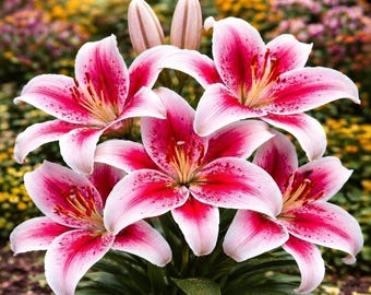Pink White Roselily Bulbs – Double Oriental Lily, Fragrant Pollen-Free Perennial Garden Flower