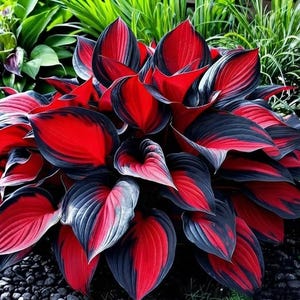 May include: A vibrant hosta plant featuring broad, heart-shaped leaves with a striking color pattern. Each leaf displays a deep, saturated red center that transitions into a dark, charcoal-black border, creating a bold contrast in the garden.