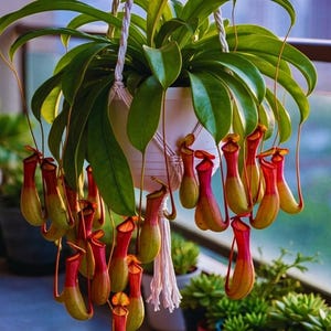 K&ouml;nnte beinhalten: Eine h&auml;ngende Nepenthes-Kannenpflanze mit leuchtend gr&uuml;nen Bl&auml;ttern und zahlreichen l&auml;nglichen, glockenf&ouml;rmigen Kannen in Gelb- und Rott&ouml;nen. Die Pflanze befindet sich in einem wei&szlig;en Topf, der an einer wei&szlig;en Makramee-Schnur mit Quasten h&auml;ngt.