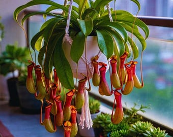 Giant Nepenthes Tropical Pitcher Plant Seeds, Carnivorous Exotic Houseplant Terrarium Plant