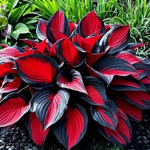 May include: A vibrant hosta plant featuring broad, heart-shaped leaves with a striking color pattern. Each leaf displays a deep, saturated red center that transitions into a dark, charcoal-black border, creating a bold contrast in the garden.