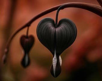 25 Black Bleeding Heart Seeds | Rare Deep Purple Perennial Shade Garden Flower Dicentra Spectabilis