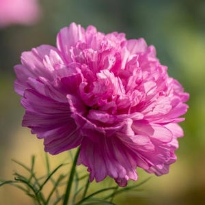 May include: A vibrant pink cosmos flower with multiple layers of delicate, ruffled petals. The bloom features a dense, rounded center and sits atop a thin, green stem with fine, feathery foliage visible at the base of the flower head.