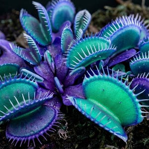 May include: A close-up of a Venus flytrap plant. The plant features vibrant green and purple leaves with white, spiky edges. The plant is surrounded by dark, earthy moss, creating a striking contrast.