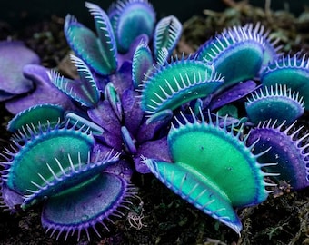 Venus Fly Trap Seeds | Blue Green Carnivorous Plant Seeds | Rare Exotic Houseplant | Unique Flytrap Seeds for Indoor Outdoor Growing