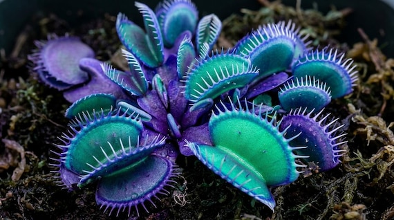 Blue-Green Venus Fly Trap Seeds | Rare Carnivorous Plant for Indoor Outdoor Growing