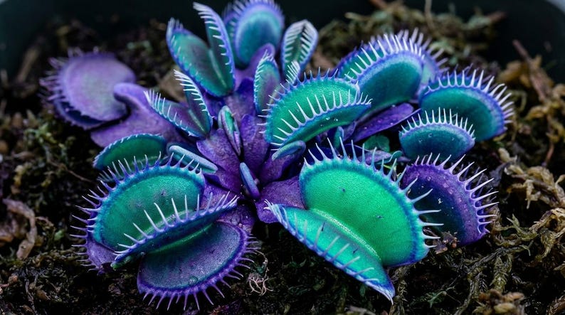 May include: A close-up of a Venus flytrap plant. The plant features vibrant green and purple leaves with white, spiky edges. The plant is surrounded by dark, earthy moss, creating a striking contrast.