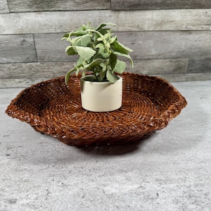 May include: A round, dark brown woven wicker tray with a braided rim edge. Centered inside the tray is a small, cylindrical, off-white ceramic pot containing a green succulent plant with multiple textured, light green leaves.