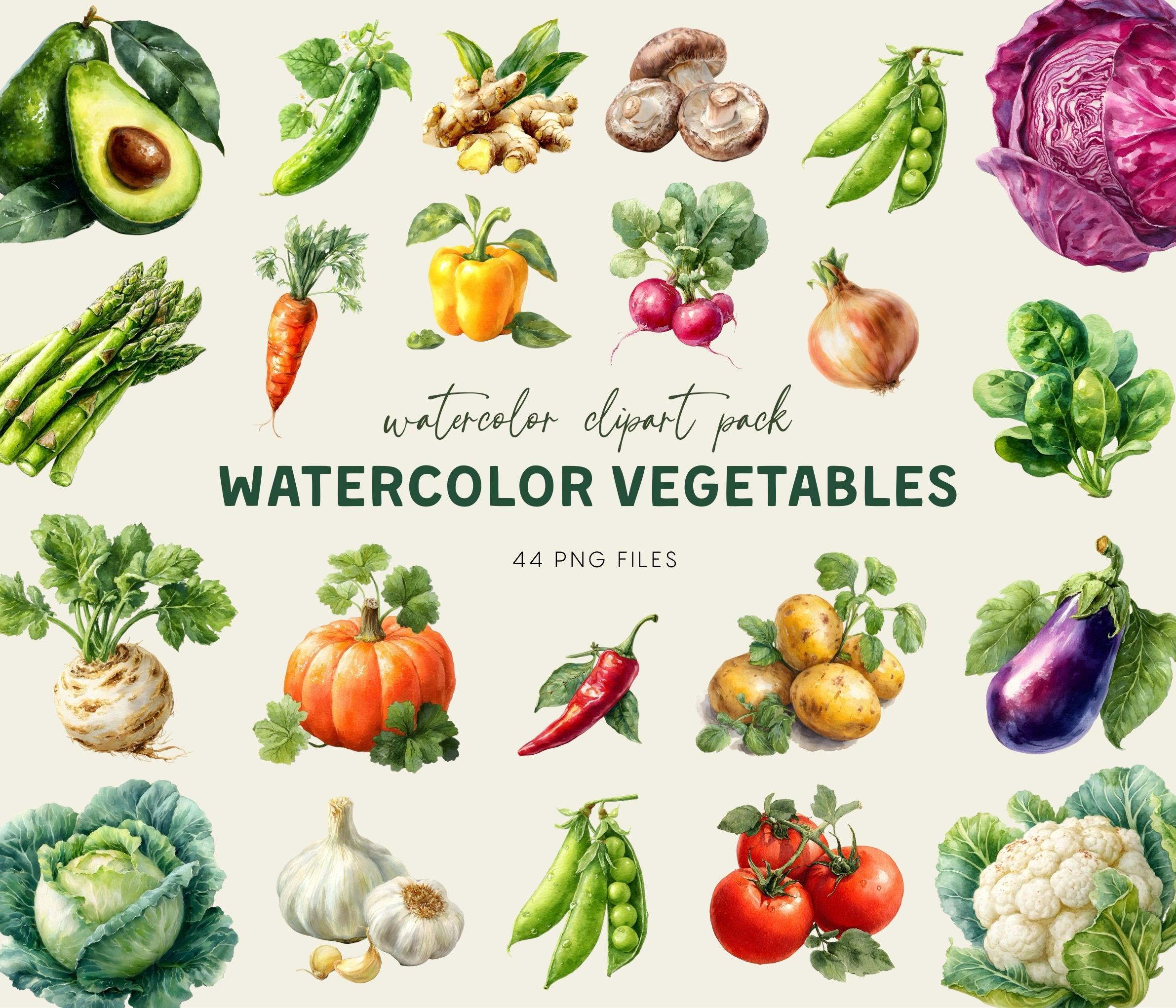 Vegetable Clipart Set – 44 Watercolor PNG, Fresh Garden Veggie ...