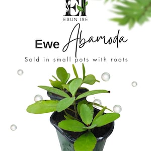 May include: A small green plant with rounded leaves in a black plastic pot. The text reads EBUN IRE, Ewe Abamoda, and Sold in small pots with roots. Floating bubbles surround the plant, and green leaves are visible in the top right corner.