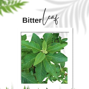 May include: A close-up of green Bitter Leaf plants with large, textured leaves. The image is framed with a white border and includes the text "Bitter Leaf" in black script. The background is white with leaf shadows.