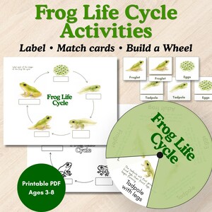 May include: A set of educational materials titled Frog Life Cycle Activities featuring a diagram, matching cards, and a circular wheel. The pages include illustrations of frog development stages, text labels, and blank boxes for labeling exercises.