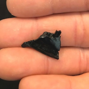 May include: A black, triangular shaped fossil with a pointed tip.