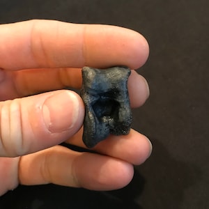 Fossil Deer Ankle Bone | Astragalus Pleistocene Epoch Florida
