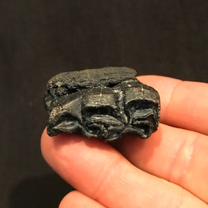 Beach Tumbled Fossil Horse Lower Tooth Pleistocene Epoch Florida