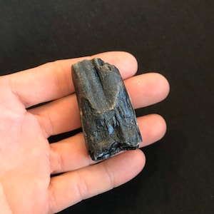 Beach Tumbled Fossil Horse Tooth Pleistocene Epoch Florida