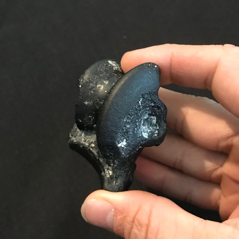 Beach Tumbled Fossil Tapir Ankle bone Astragalus Pleistocene Epoch Florida