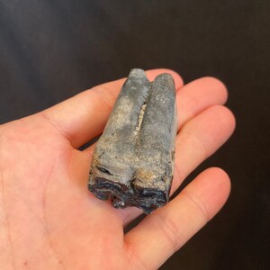 Beach Tumbled Fossil Horse (Equus) Lower Tooth Pleistocene Epoch Jacksonville Florida
