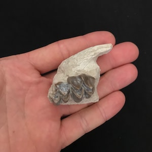 May include: Fossilized teeth fragment with three visible molars. The teeth are a dark brown color, set in a light beige matrix. The fossil is held in a hand against a black background. A unique piece for collectors.