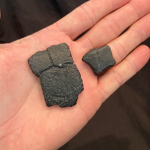 May include: Two irregularly shaped, dark gray, possibly fossilized fragments. The larger piece has a textured surface with visible cracks. The smaller piece is a solid, dark gray color. Both pieces are resting in an open hand.