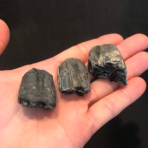 3 Beach Tumbled Fossil Lower Horse Teeth Pleistocene Epoch Florida