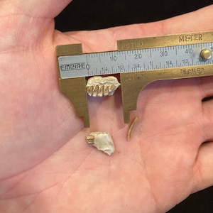 May include: Three small, off-white fossil fragments are displayed with a brass Empire caliper. The caliper shows both inches and centimeters. The largest fragment appears to be a tooth, and the other two are smaller.