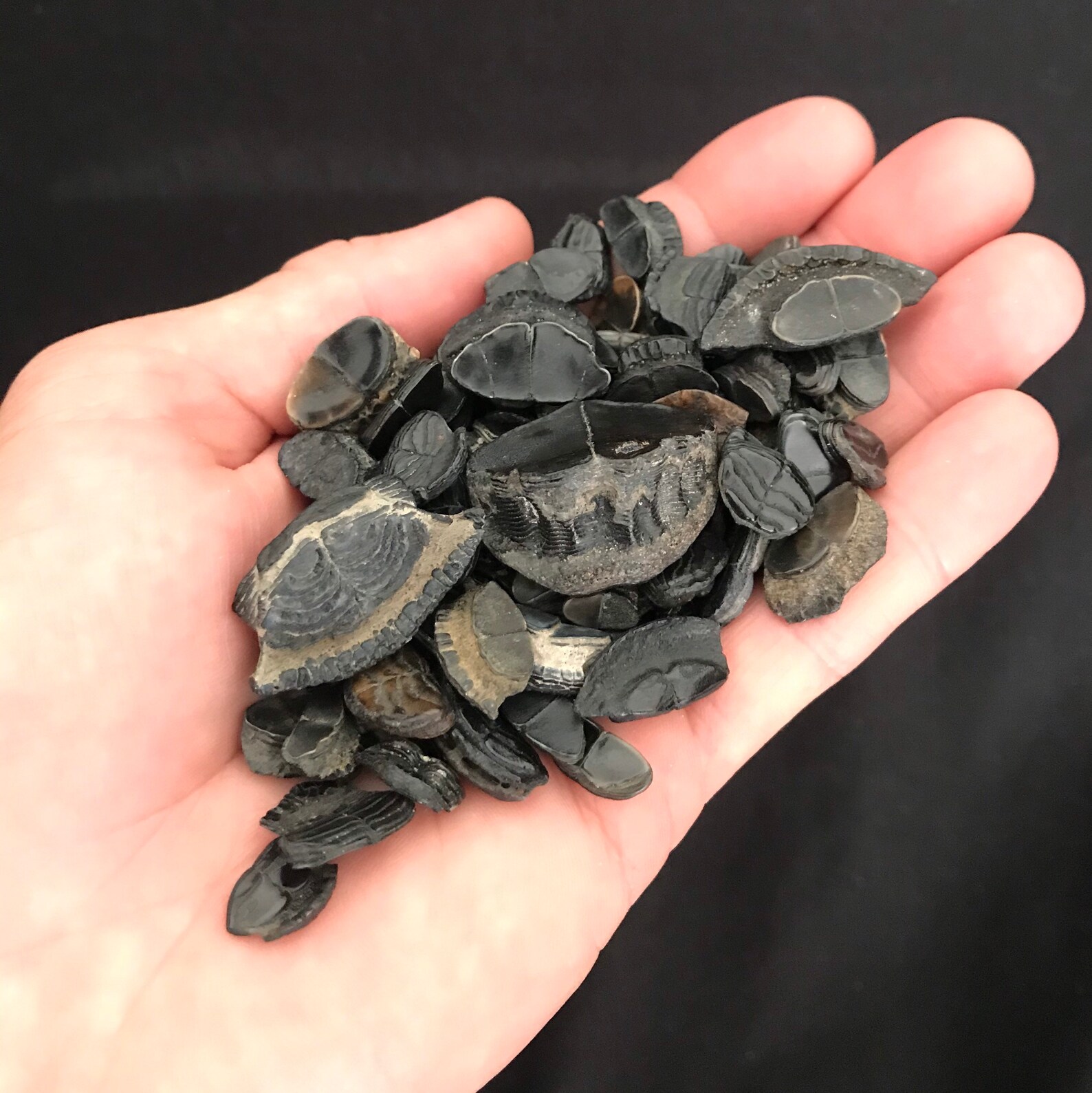 Over 100 Fossil Porcupine or Puffer Fish Mouth Plates Etsy