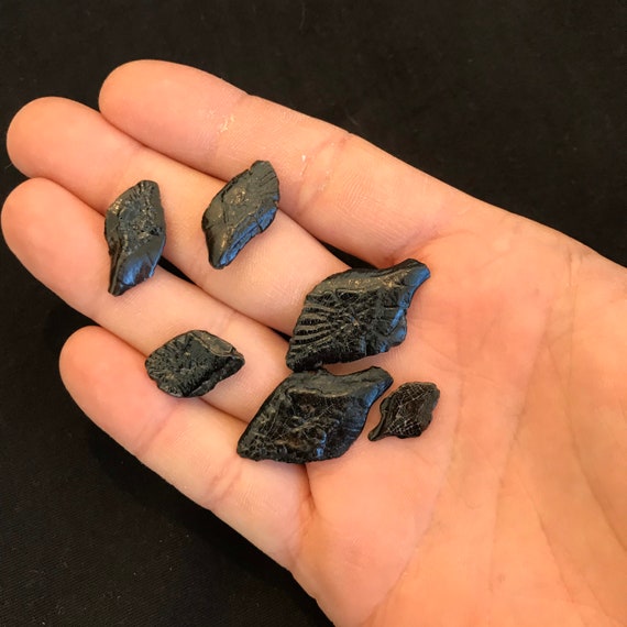 6 Fossil Gar Fish Scales Pleistocene Epoch Florida | Etsy