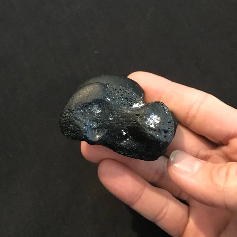 Beach Tumbled Fossil Tapir Ankle bone Astragalus Pleistocene Epoch Florida