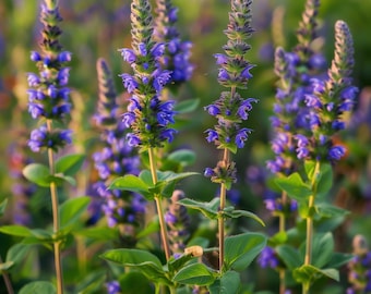 Hyssop Seeds, Fragrant Medicinal Herb, Bee-Friendly Perennial