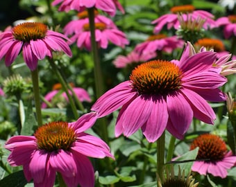 Purple Coneflower Seeds, Echinacea Purpurea, Non-GMO