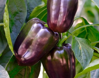 Purple Beauty Bell Pepper Seeds, Non-GMO, Easy to Grow