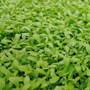 May include: A close-up shot of a dense field of vibrant green seedlings. The small plants have oval-shaped leaves and are closely packed together, creating a lush, textured surface. The image is well-lit, highlighting the fresh, healthy appearance of the young plants.