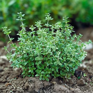 German Winter Thyme Seeds, Heirloom, Fragrant Herb