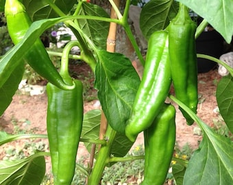 Big Jim Hatch Pepper Seeds, Heirloom, Medium Hot