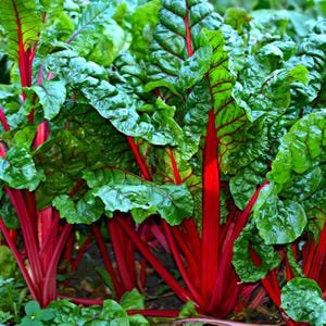 Ruby Red Swiss Chard Seeds, Heirloom, Non-GMO