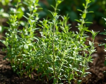 Summer Savory Herb Seeds, Non-GMO Satureja Hortensis