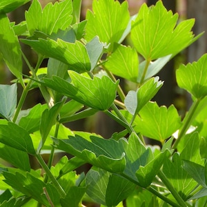 May include: Close-up of vibrant green leaves with a serrated edge, showcasing the intricate veins and texture. The leaves are illuminated by sunlight, creating a bright and fresh appearance. The image captures the natural beauty of the plant.