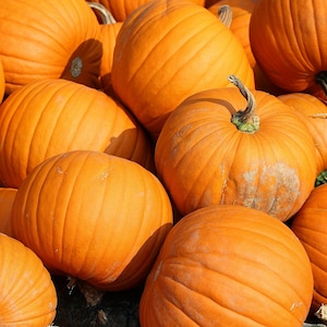 May include: A pile of bright orange pumpkins, each with a ribbed texture and a green stem. The pumpkins vary in size and shape, creating a seasonal autumn display.